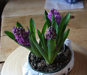 Forcing hyacinths at home