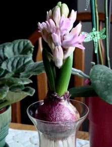 Forcing hyacinths at home