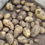 Potato variety Farmer