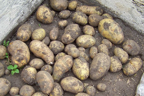 Potato variety Farmer