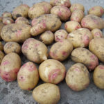 Picasso potato variety