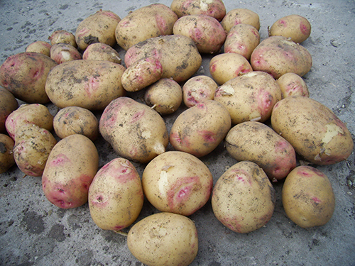 Picasso potato variety