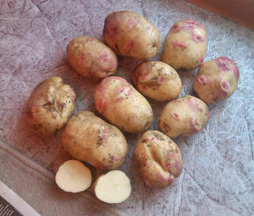 Picasso potato variety