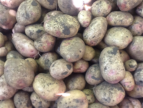 Picasso potato variety