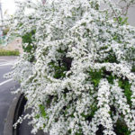 Spirea: planting and care. Trimming the spirea.