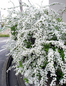 Spirea: penanaman dan penjagaan. Pemangkasan Spirea