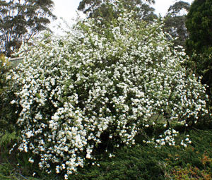 Spirea: planting og stell. Spirea beskjæring