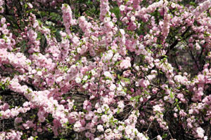 Spirea: planting og stell. Spirea beskjæring