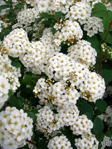 Spirea: penanaman dan penjagaan. Pemangkasan Spirea