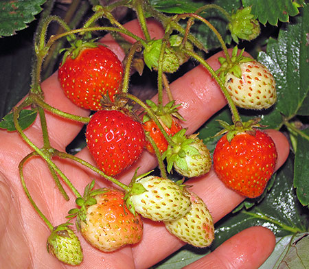 Garland pelbagai strawberi