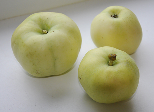 Apple variety White filling