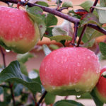 Apple variety Bogatyr