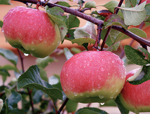 Apple variety Bogatyr