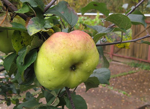 Apple variety Bogatyr