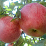 Apple variety Spartan