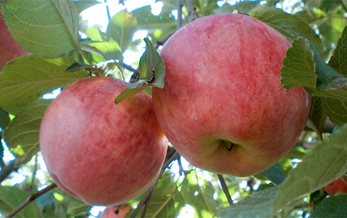 Apple variety Spartan