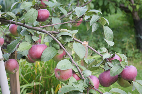 Apple variety Spartan