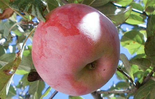 Apple variety Spartan