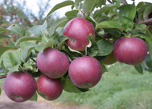 Apple variety Spartan