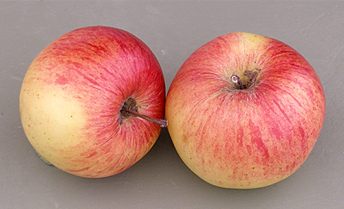 Wellsey apple variety