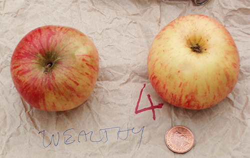 Wellsey apple variety