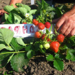 Strawberry variety Garland