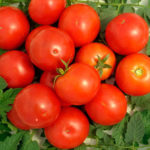 Kepelbagaian tomato Yablonka dari Rusia