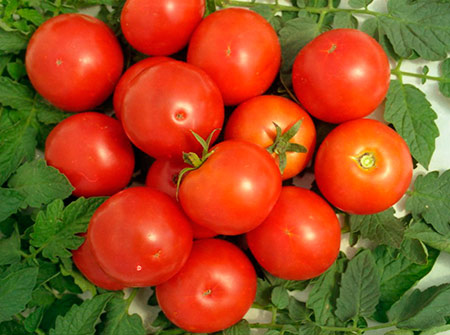 Kepelbagaian tomato Yablonka dari Rusia