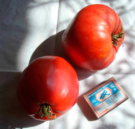 Tomato variety Pink honey