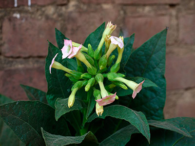 Cultivation of smoking tobacco