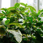 Sanchezia: care, reproduction, use in landscaping interiors