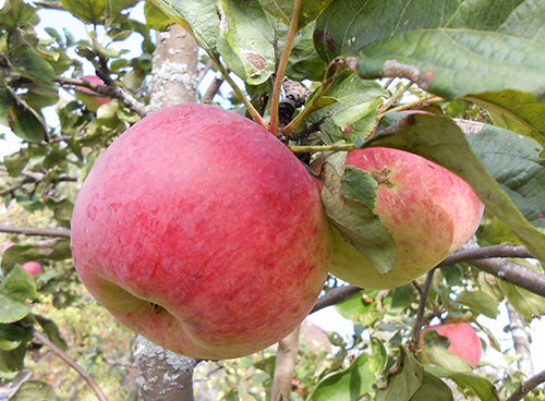 Apple variety Candy