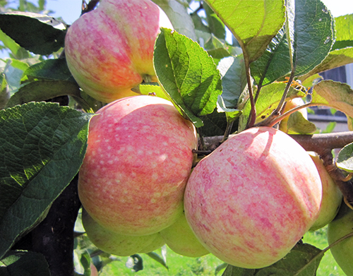 Apple variety Candy