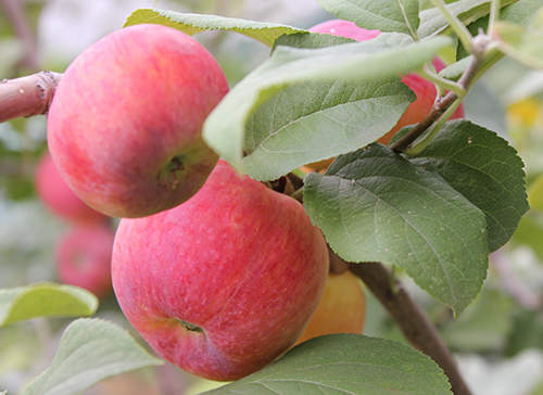 Apple variety Krasa Sverdlovsk