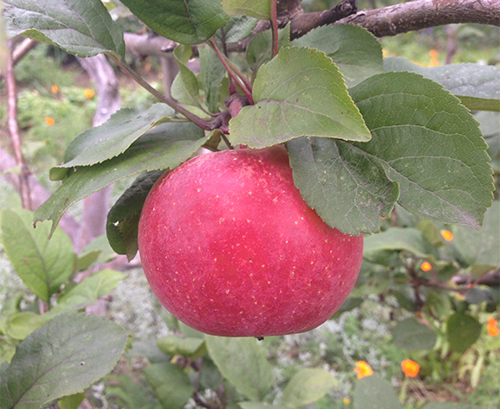 Apple variety Krasa Sverdlovsk