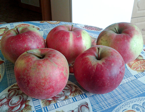 Apple variety Krasa Sverdlovsk