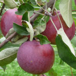 Lobo apple variety