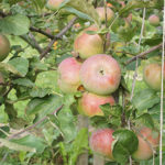 Apple variety Medunitsa