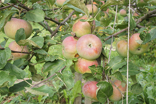 Apple-sorten Medunitsa