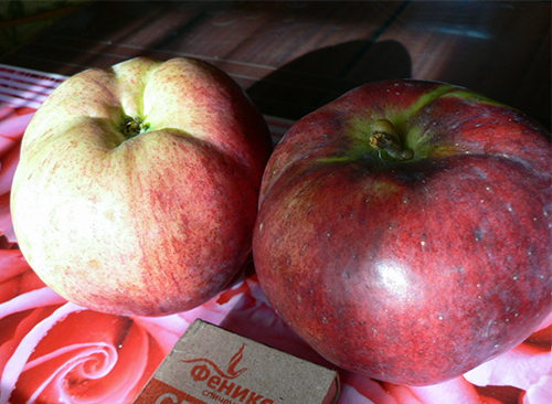 Apple variety Medunitsa