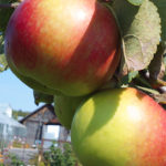 Apple variety Zhigulevskoe