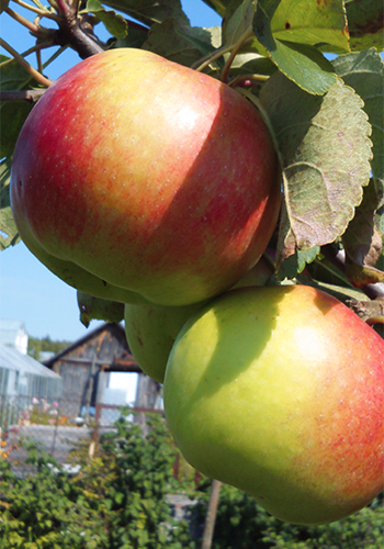 Apple variety Zhigulevskoe