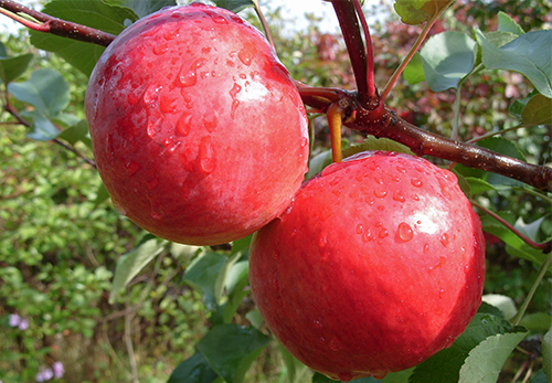 Apple variety Zhigulevskoe