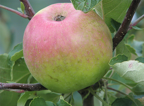 Apple variety Zhigulevskoe