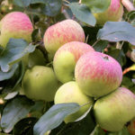 Apple variety Borovinka