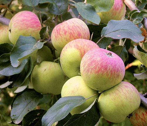 Apple variety Borovinka