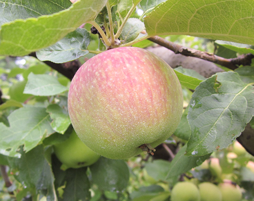 Apple variety Borovinka