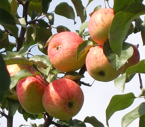 Apple variety Borovinka