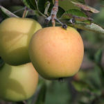 Apple variety Golden Delicious