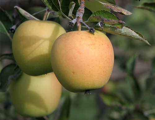 Apple variety Golden Delicious